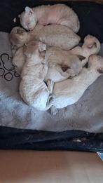 Devon Rex kittens nu te reserveren, Meerdere dieren, Gechipt, 0 tot 2 jaar