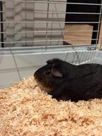 Cavia beertje incl kooi en attributen, Cavia, Augustus, Mannelijk, Tam