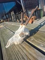 Ree Reebok schedel gewei, Verzamelen, Dierenverzamelingen, Ophalen of Verzenden, Zo goed als nieuw, Overige soorten, Schedel