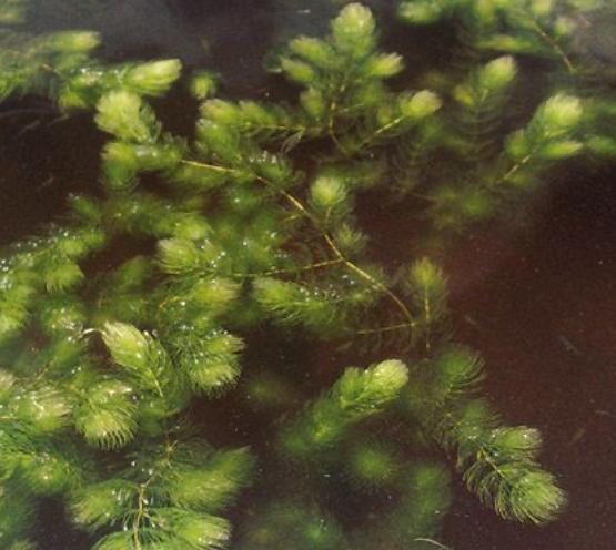 Zuurstofplanten Hoornblad voor vijver, Ophalen, Nieuw