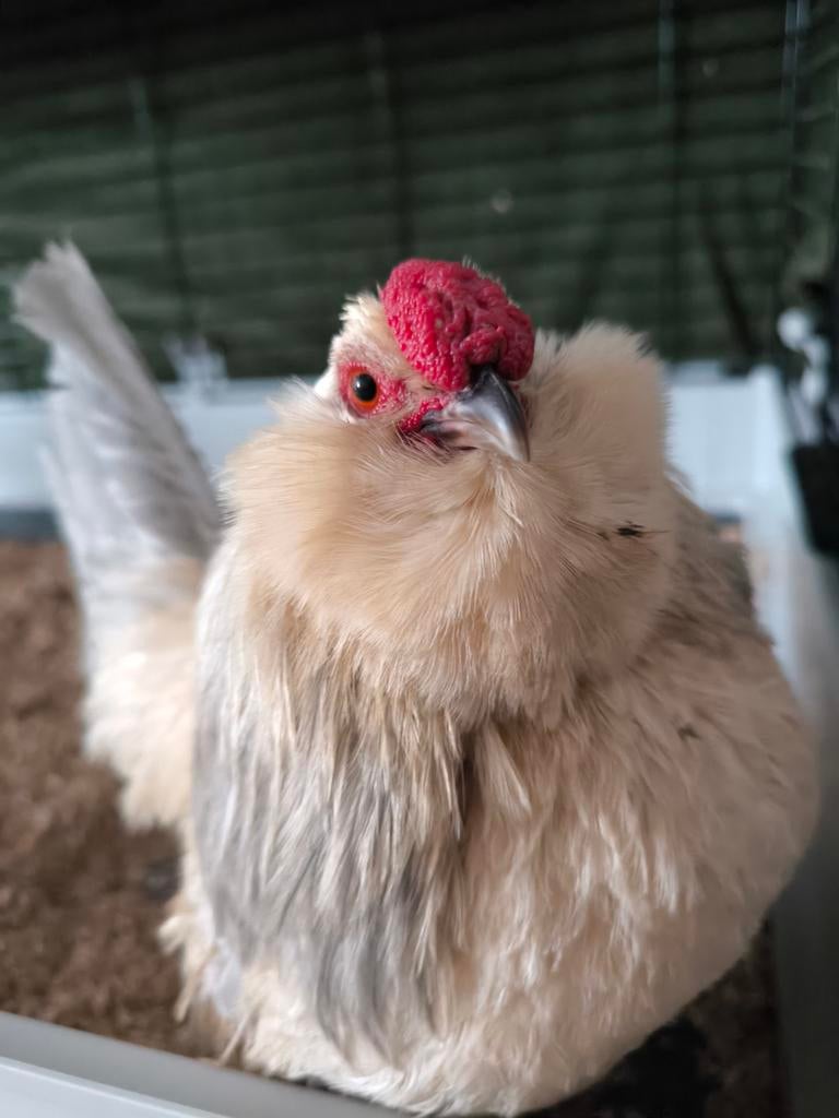 Antwerpse baardkriel haan GRATIS, Dieren en Toebehoren, Pluimvee, Mannelijk, Kip