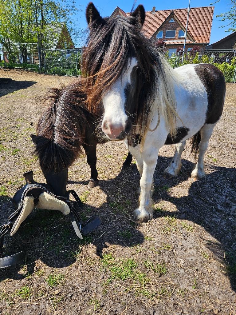 3 paarden en 2 ponys, Dieren en Toebehoren, Paarden, 3 tot 6 jaar, Gechipt, 160 tot 165 cm, Onbeleerd