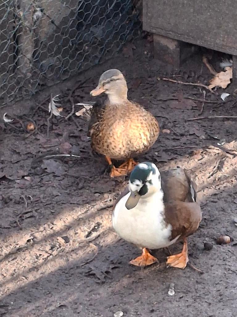 Kwakertjes te koop! Alleen nog enkele koppels beschikbaar!