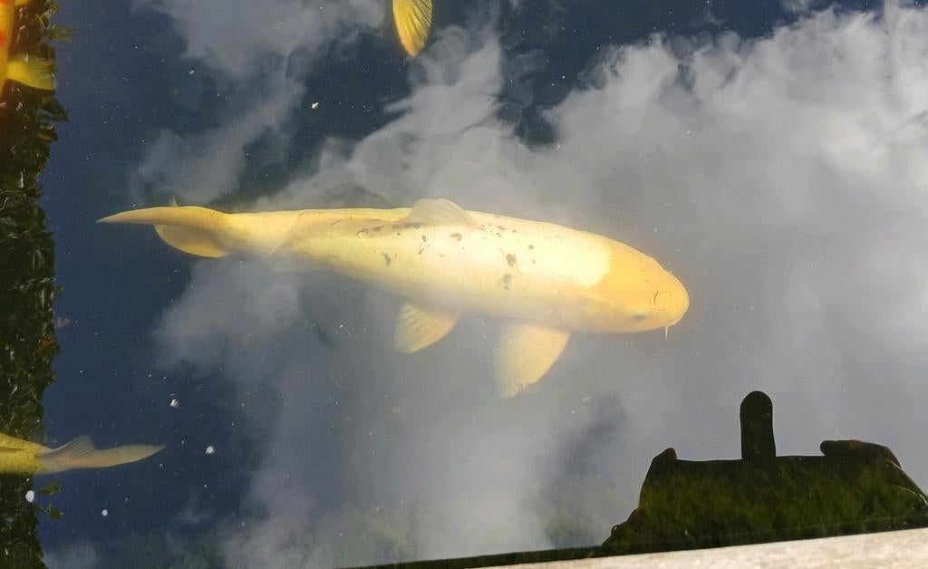 Koi karper, Dieren en Toebehoren, Vissen | Vijvervissen, Karper of Koi