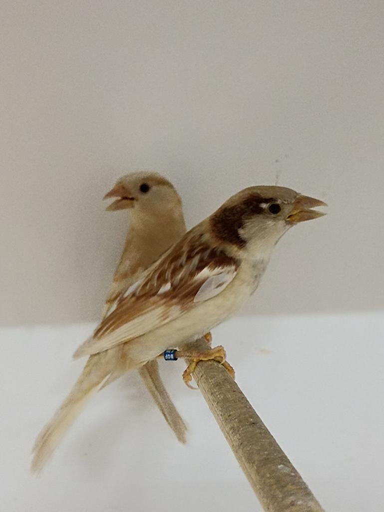 Huismus pop(pen) gezocht of man te koop, Dieren en Toebehoren, Vogels | Overige Vogels, Meerdere dieren, Wildzangvogel, Geringd