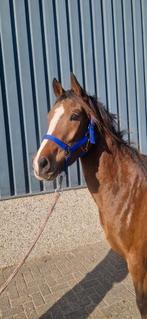Zeer knappe 4 jarige drachtige welsh, Merrie, Met stamboom, Dressuurpony, 3 tot 6 jaar
