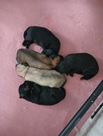 Lieve pups, Dieren en Toebehoren, 8 tot 15 weken, Meerdere, Meerdere dieren, Klein