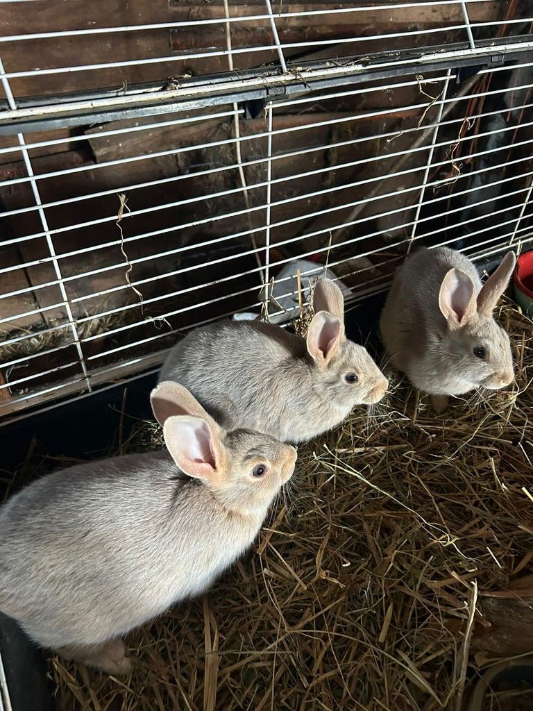 3 leuke jonge konijntjes  ( vrouwtjes )