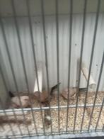 Koppel db agaat zilverbekjes, Meerdere dieren