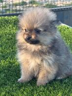 TE KOOP MOOIE LEUK POMERIAAN PUPS, Parvo, Nederland, Keeshond, 8 tot 15 weken