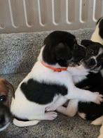 Pup zoekt thuis terrier mix, Reu, 8 tot 15 weken, Parvo, Eén hond