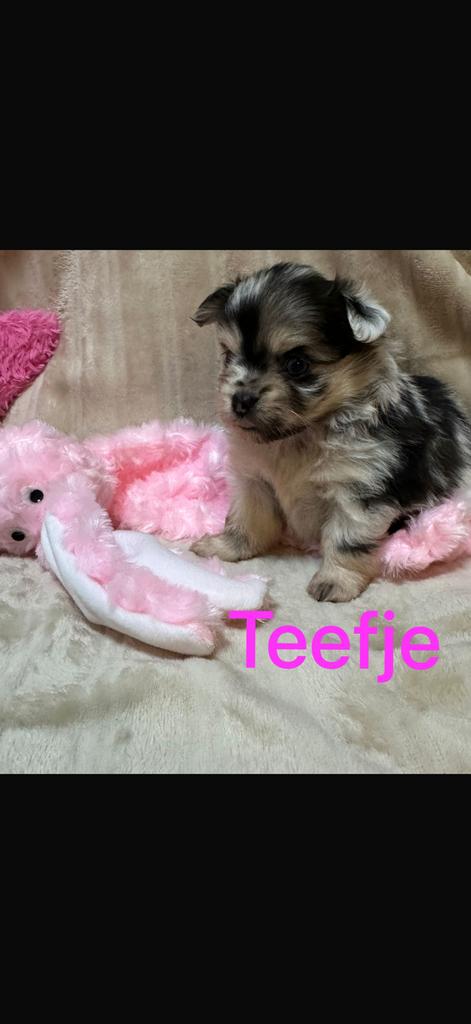 Prachtige pomchi pups, Parvo, 8 tot 15 weken, Meerdere, Meerdere dieren