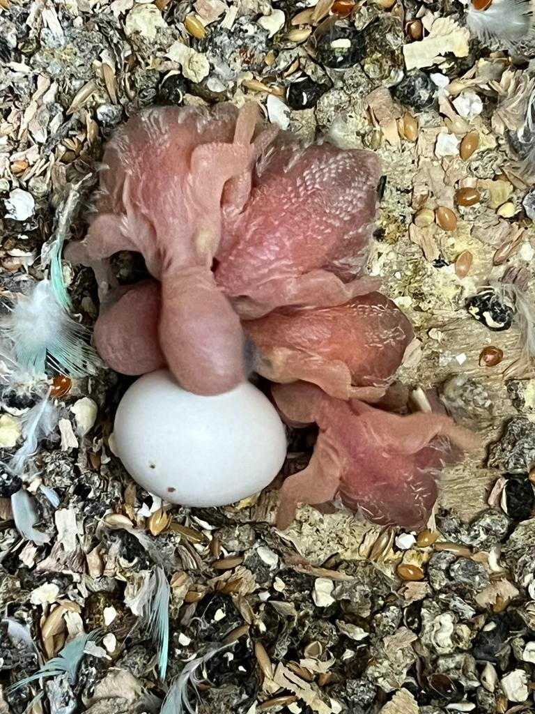 Grasparkieten ( jonge grasparkieten), Dieren en Toebehoren, Vogels | Parkieten en Papegaaien, Meerdere dieren, Parkiet