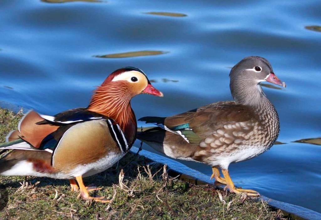 Koppel manderijn eenden, Meerdere dieren, Eend