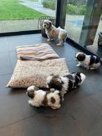 Shih Tzu Puppy’s, Dieren en Toebehoren, Honden | Chihuahua's en Gezelschapshonden, Parvo, Overige rassen, 8 tot 15 weken, Meerdere