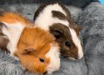 Leuke, lief cavia koppel met zorg gematcht ( zorgboerderij), Cavia, Februari, Mannelijk, Tam