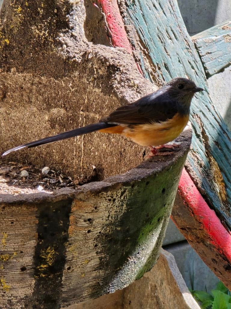 Shamalijster pop 2024, Dieren en Toebehoren, Vrouwelijk