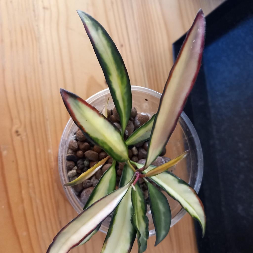 Hoya wayetti tricolor stek nr 102, Huis en Inrichting, Ophalen of Verzenden, Halfschaduw, Minder dan 100 cm