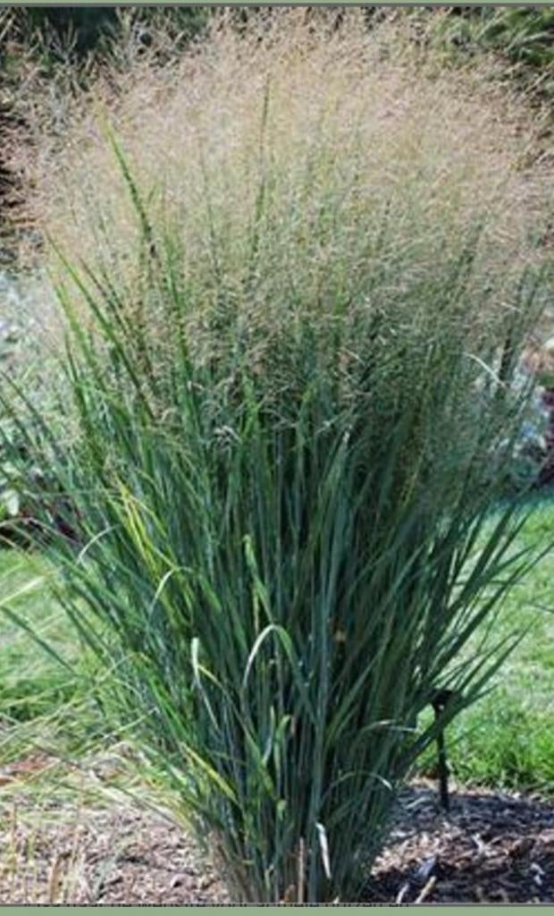 PANICUM NORTHWIND P11 (40st)., Tuin en Terras, Planten | Tuinplanten, Vaste plant, Siergrassen, Volle zon, Zomer, Ophalen