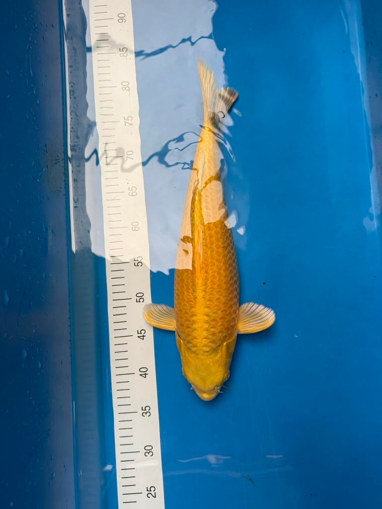 Matsue yamabuki, Karper of Koi
