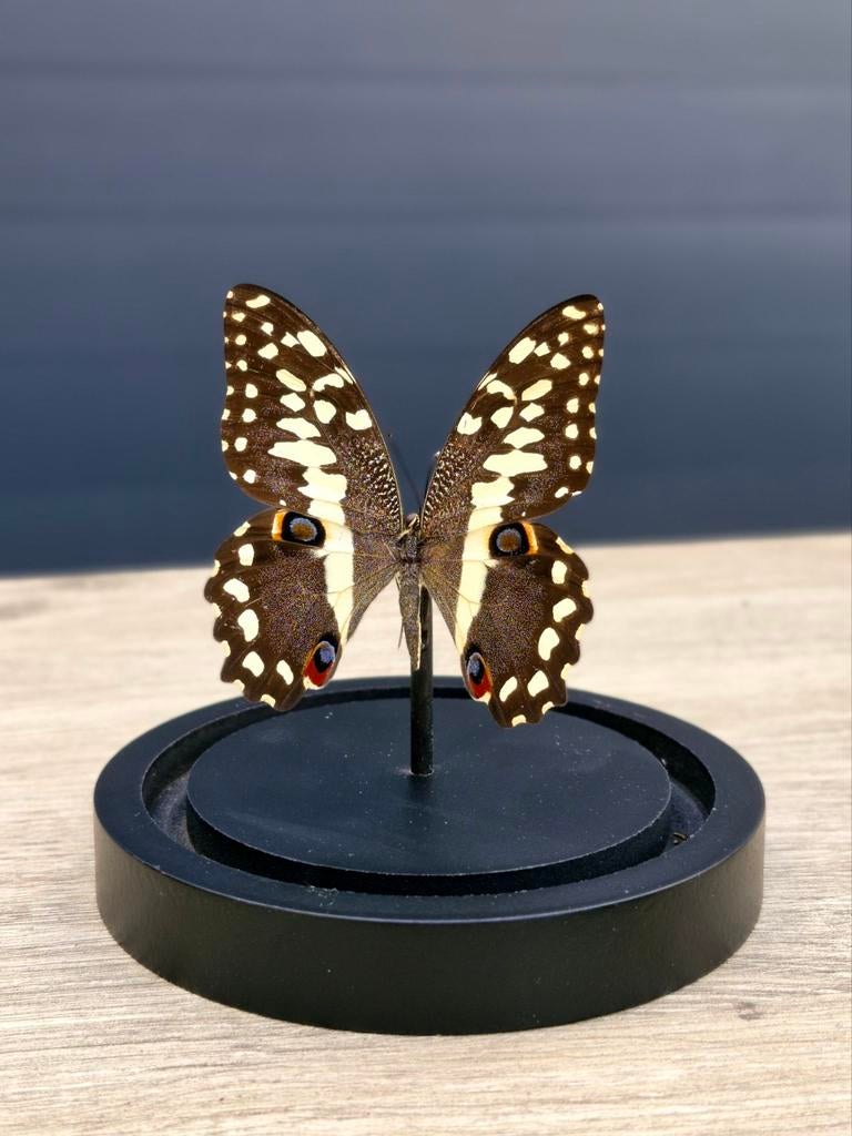 Opgezette vlinder,  stolp, taxidermie, Ophalen of Verzenden, Nieuw, Insect, Opgezet dier