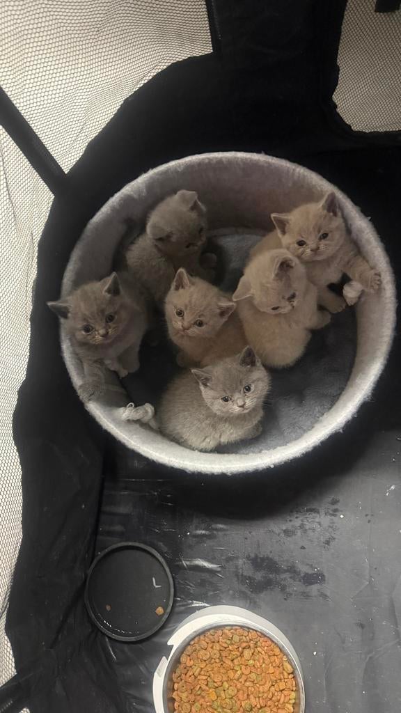 Britse kortharen, Dieren en Toebehoren, Katten en Kittens | Overige Katten, Meerdere dieren