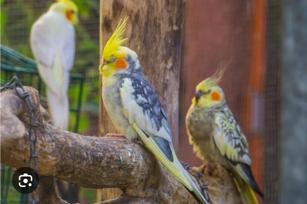 GERESERVEERD, Meerdere dieren, Parkiet