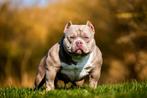 American bully  dek reuen, Reu, Parvo, Meerdere, 3 tot 5 jaar
