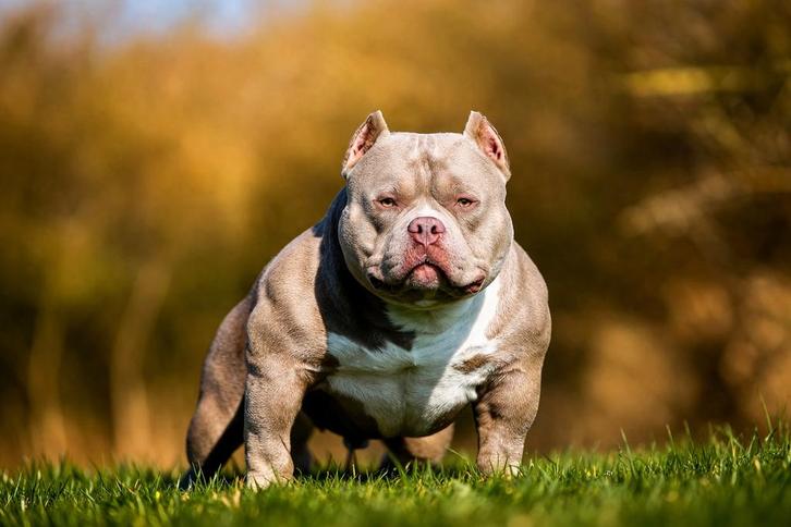 American bully  dek reuen, Dieren en Toebehoren, Honden | Dekreuen, Reu, Particulier, Meerdere, Nederland, 3 tot 5 jaar, CDV (hondenziekte)