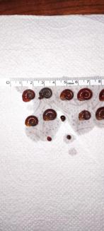 Posthoorn Slakken, Dieren en Toebehoren, Slak of Weekdier