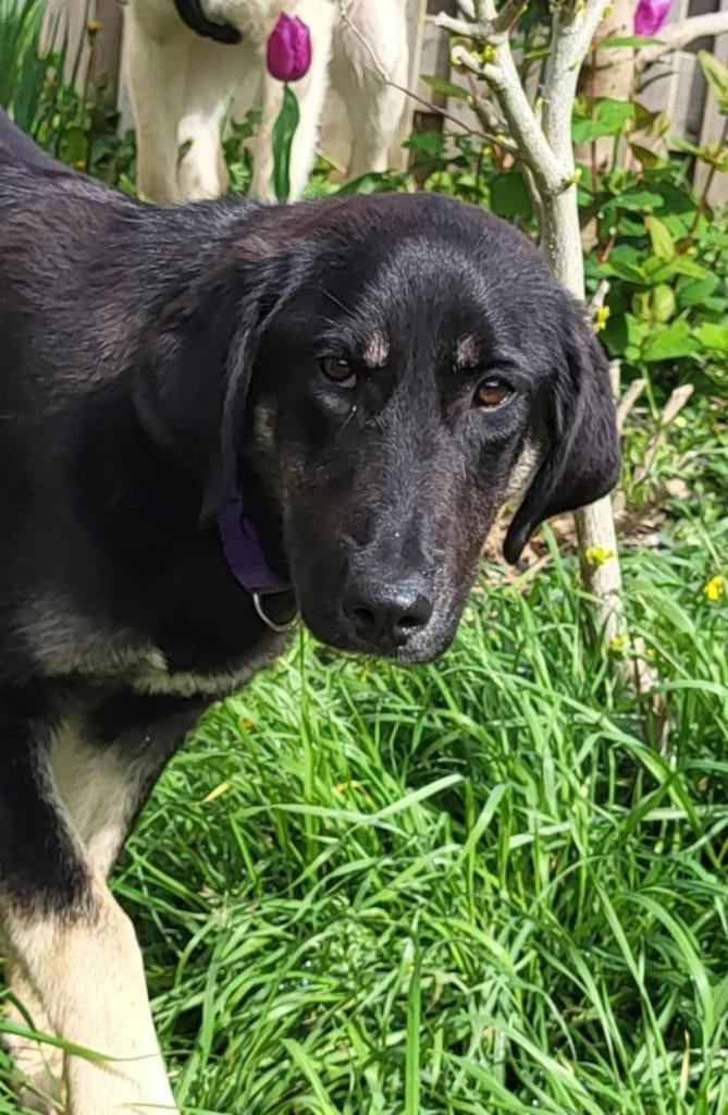 WIE ZIET ZENNY EN WORDT VERLIEFD?, Dieren en Toebehoren, Honden | Niet-rashonden, Particulier, 15 weken tot 1 jaar, Buitenland