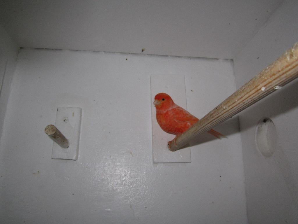 Rood intensief schimmel kanarie pop, Dieren en Toebehoren, Vogels | Kanaries, Vrouwelijk, Kleurkanarie