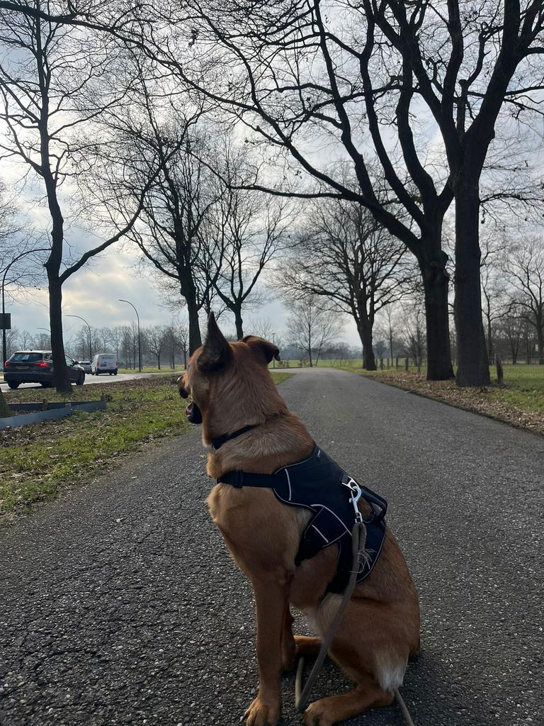 Gevraagd /bosperceel, Ophalen of Verzenden