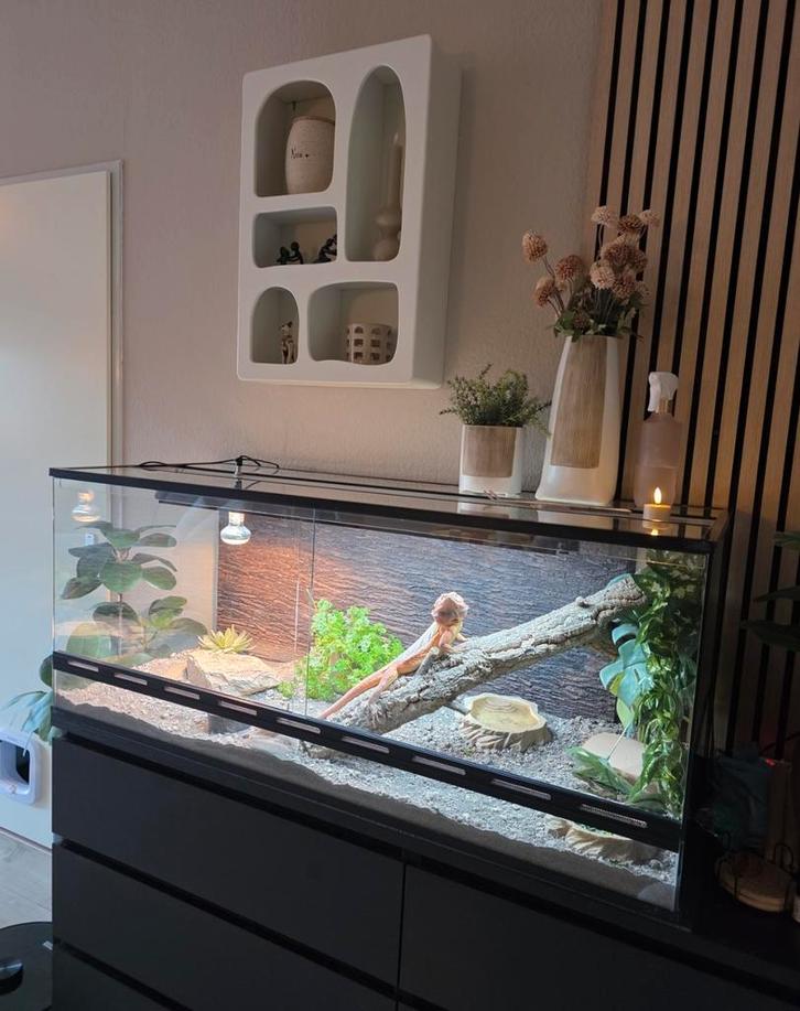 Prachtige baardagaam inclusief terrarium Bearded Dragon - unknown for sale from L.T.J
