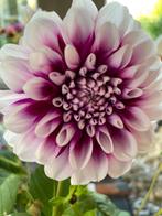 Dahlia knollen 3 dozen, Ophalen, Voorjaar, Volle zon, Knol