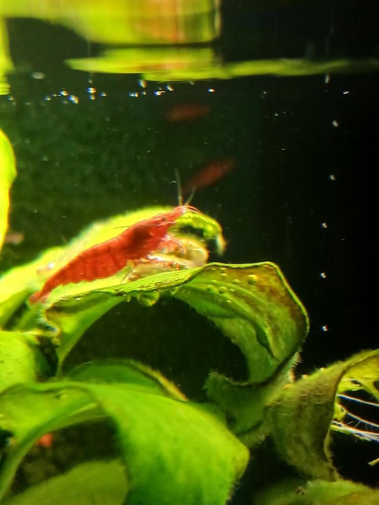 Garnalen, vuurrood, Dieren en Toebehoren, Vissen | Aquariumvissen, Kreeft, Krab of Garnaal