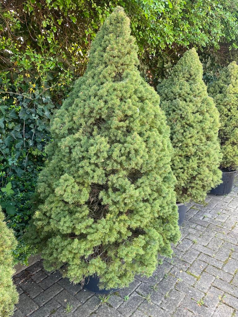 Witte spar - Picea glauca Conica, Tuin en Terras, Planten | Bomen, Bloeit niet, Overige soorten, 100 tot 250 cm, Ophalen