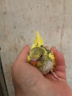 Leuke jonge grasparkietjes., Dieren en Toebehoren, Vogels | Parkieten en Papegaaien, Meerdere dieren, Parkiet, Tam