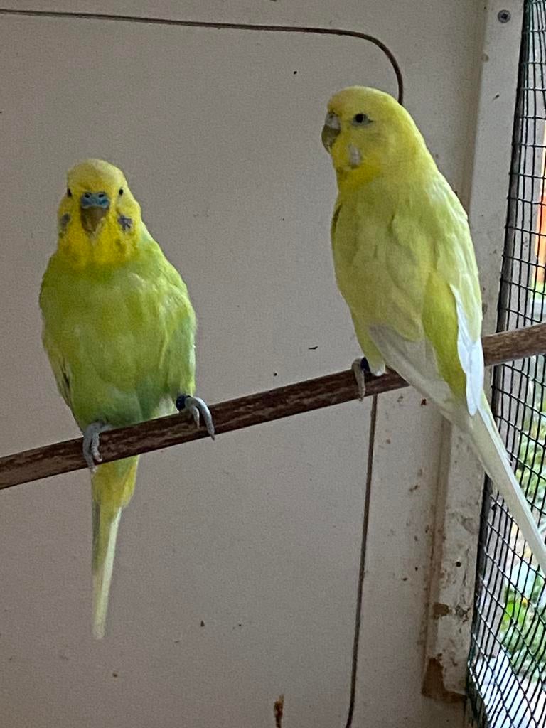 Koppeltje parkieten voor voliere, Dieren en Toebehoren, Vogels | Parkieten en Papegaaien