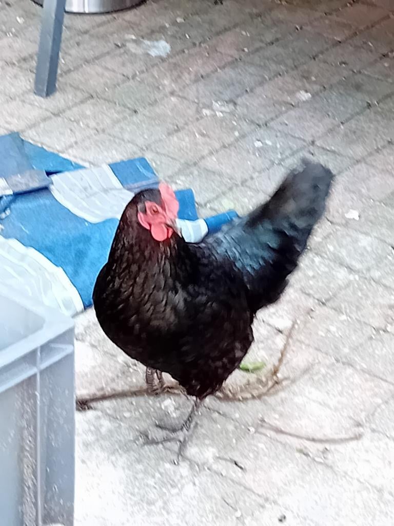 Mooie hen ongeveer 8 maanden oud, Vrouwelijk, Kip