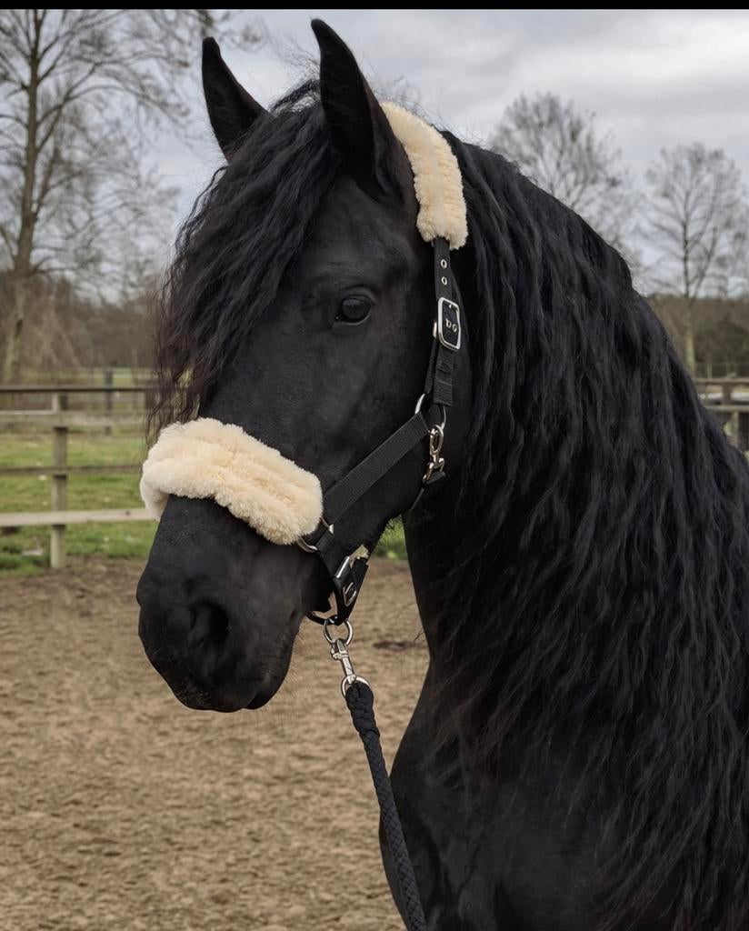 Paarden halster zwart met halster touw schapen bont zacht, Ophalen of Verzenden, Gebruikt, Overige soorten