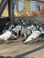 Pakistaanse Hoogvliegers, Dieren en Toebehoren, Vogels | Duiven, Meerdere dieren, Postduif