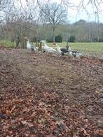 Twentse landganzen, Dieren en Toebehoren, Meerdere dieren, Gans of Zwaan