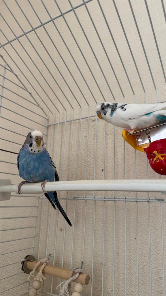 Parkieten mogen weg naar goed thuis, Dieren en Toebehoren, Vogels | Parkieten en Papegaaien, Meerdere dieren, Parkiet