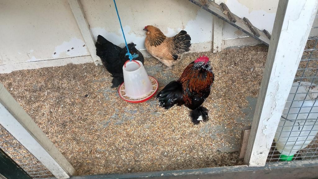 krielkippen, Dieren en Toebehoren, Pluimvee, Vrouwelijk, Kip