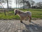 Palomino hengst Mystic, Hengst, Minder dan 160 cm, Gechipt, 0 tot 2 jaar