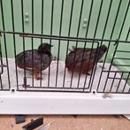 chinesedwergkwartels 2025, Mannelijk, Tropenvogel