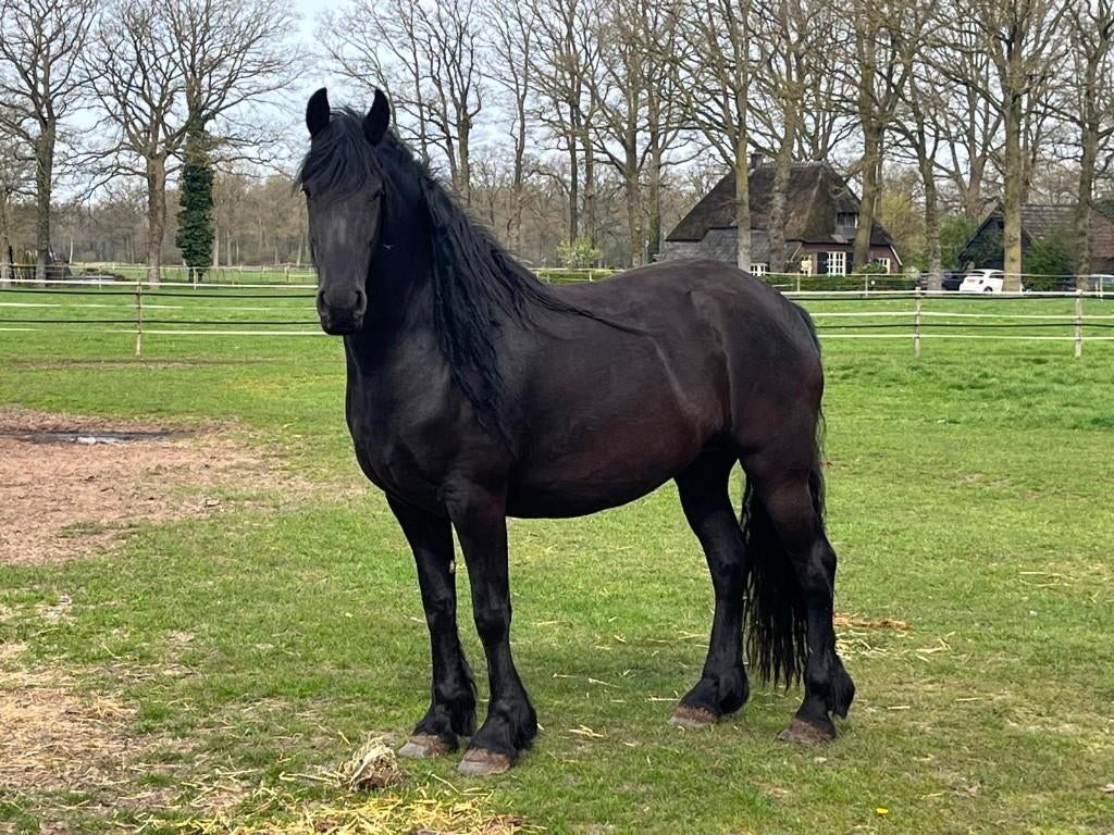 Te koop Friese Stermerrie drachtig van Pelle 545, Dieren en Toebehoren, Paarden, Merrie, Met stamboom, Niet van toepassing, Dressuurpaard