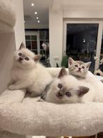 Kittens te koop – 7 weken oud, Dieren en Toebehoren, Meerdere dieren