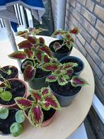 Moet snel weg, Huis en Inrichting, Kamerplanten, Ophalen of Verzenden, Halfschaduw, Minder dan 100 cm